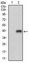 Ly55a antibody, orb100571, Biorbyt, Western Blot image 