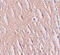 Solute Carrier Family 39 Member 9 antibody, 6097, ProSci Inc, Immunohistochemistry frozen image 