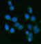 Endonuclease, Poly(U) Specific antibody, A07350-1, Boster Biological Technology, Immunofluorescence image 