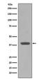 Maltose-binding periplasmic protein antibody, M30934, Boster Biological Technology, Western Blot image 