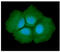 Adenylosuccinate lyase antibody, GTX57653, GeneTex, Immunofluorescence image 
