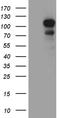 Disks large-associated protein 3 antibody, CF811498, Origene, Western Blot image 