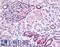 Inositol Polyphosphate-5-Phosphatase J antibody, LS-A3431, Lifespan Biosciences, Immunohistochemistry frozen image 