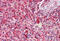 Sorting Nexin 2 antibody, MBS244770, MyBioSource, Immunohistochemistry frozen image 
