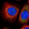 EXOSC9 antibody, PA5-59749, Invitrogen Antibodies, Immunofluorescence image 