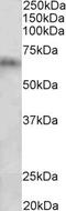 Cytochrome P450 2D10 antibody, LS-C154835, Lifespan Biosciences, Western Blot image 