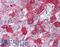Vitronectin antibody, LS-B2118, Lifespan Biosciences, Immunohistochemistry frozen image 