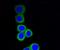 Ribosomal Protein S3 antibody, NBP2-67301, Novus Biologicals, Immunocytochemistry image 