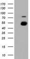 Protein Kinase, Membrane Associated Tyrosine/Threonine 1 antibody, TA500875, Origene, Western Blot image 