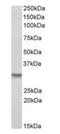 DT-diaphorase antibody, orb22564, Biorbyt, Western Blot image 