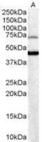 Forkhead Box G1 antibody, GTX89897, GeneTex, Western Blot image 