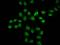 Histone H2B type 1-C/E/F/G/I antibody, orb516351, Biorbyt, Immunofluorescence image 