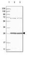 Mitochondrial Ribosomal Protein L10 antibody, HPA029885, Atlas Antibodies, Western Blot image 