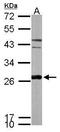 Peroxiredoxin 6 antibody, GTX115262, GeneTex, Western Blot image 