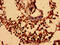 Neuronal Growth Regulator 1 antibody, CSB-PA015692LA01HU, Cusabio, Immunohistochemistry frozen image 