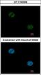 HNF-3A antibody, GTX100308, GeneTex, Immunofluorescence image 