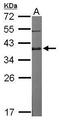 Developmental Pluripotency Associated 4 antibody, PA5-31214, Invitrogen Antibodies, Western Blot image 