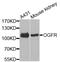 Opioid growth factor receptor antibody, STJ29154, St John