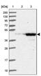 UEV And Lactate/Malate Dehyrogenase Domains antibody, PA5-61440, Invitrogen Antibodies, Western Blot image 