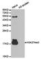 Histone Cluster 3 H3 antibody, TA327350, Origene, Western Blot image 