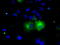 Phosphodiesterase 4A antibody, LS-C115188, Lifespan Biosciences, Immunofluorescence image 