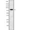 Phosphatidylinositol Glycan Anchor Biosynthesis Class Q antibody, PA5-68269, Invitrogen Antibodies, Western Blot image 
