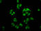 Forkhead box protein E3 antibody, LS-C670173, Lifespan Biosciences, Immunofluorescence image 