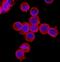 Laminin Subunit Gamma 1 antibody, MAB2139, R&D Systems, Immunocytochemistry image 