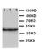 TATA-Box Binding Protein antibody, orb48001, Biorbyt, Western Blot image 