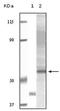 RAC-gamma serine/threonine-protein kinase antibody, AM06129SU-N, Origene, Western Blot image 