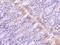 Golgi Associated PDZ And Coiled-Coil Motif Containing antibody, NBP1-77243, Novus Biologicals, Immunohistochemistry frozen image 