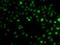 Arginine And Serine Rich Coiled-Coil 1 antibody, PA5-77169, Invitrogen Antibodies, Immunofluorescence image 