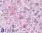 Glucagon receptor antibody, LS-A4263, Lifespan Biosciences, Immunohistochemistry paraffin image 