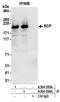 Rab11 family-interacting protein 1 antibody, A304-595A, Bethyl Labs, Immunoprecipitation image 