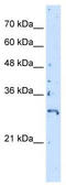 CREB/ATF BZIP Transcription Factor antibody, TA339530, Origene, Western Blot image 