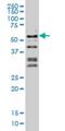 Nuclear factor 1 C-type antibody, H00004782-M03, Novus Biologicals, Western Blot image 