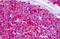 CELR1 antibody, MBS243322, MyBioSource, Immunohistochemistry paraffin image 
