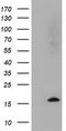 Cystatin SA antibody, CF504268, Origene, Western Blot image 