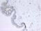 Histone Cluster 3 H3 antibody, ab24834, Abcam, Immunohistochemistry paraffin image 