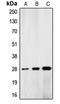 Lamin A/C antibody, LS-C352469, Lifespan Biosciences, Western Blot image 