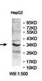 Ankyrin repeat domain-containing protein 1 antibody, orb78080, Biorbyt, Western Blot image 