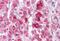 NAA40 antibody, MBS244085, MyBioSource, Immunohistochemistry paraffin image 