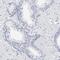 P antigen family member 1 antibody, PA5-51940, Invitrogen Antibodies, Immunohistochemistry frozen image 