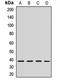 Stomatin-like protein 2 antibody, LS-C668615, Lifespan Biosciences, Western Blot image 