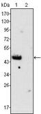GATA Binding Protein 4 antibody, GTX83368, GeneTex, Western Blot image 