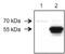 Protein RUFY3 antibody, NBP1-89614, Novus Biologicals, Western Blot image 