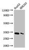CRK Like Proto-Oncogene, Adaptor Protein antibody, orb46748, Biorbyt, Western Blot image 