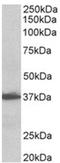 Aminoacyl TRNA Synthetase Complex Interacting Multifunctional Protein 1 antibody, AP31988PU-N, Origene, Western Blot image 