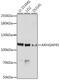 Rho GTPase Activating Protein 45 antibody, 13-660, ProSci, Western Blot image 