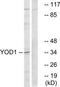 YOD1 Deubiquitinase antibody, TA315586, Origene, Western Blot image 